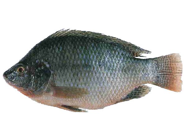 Fresh Whole Tilapia (price per fish)