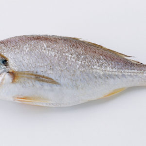 White Croaker Fish